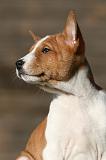 BASENJI 205